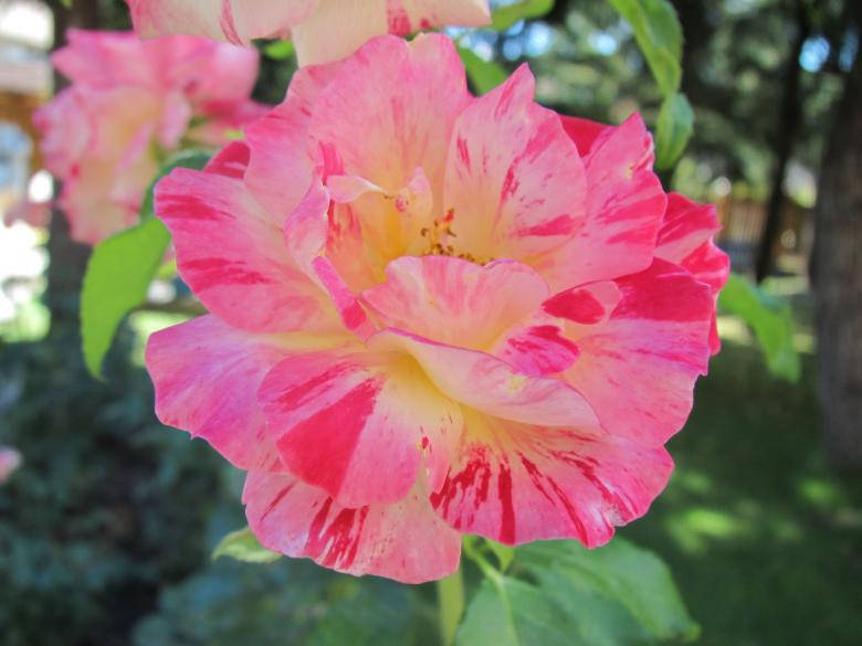 Pretty Pink Striped Rose Bloom Wallpaper