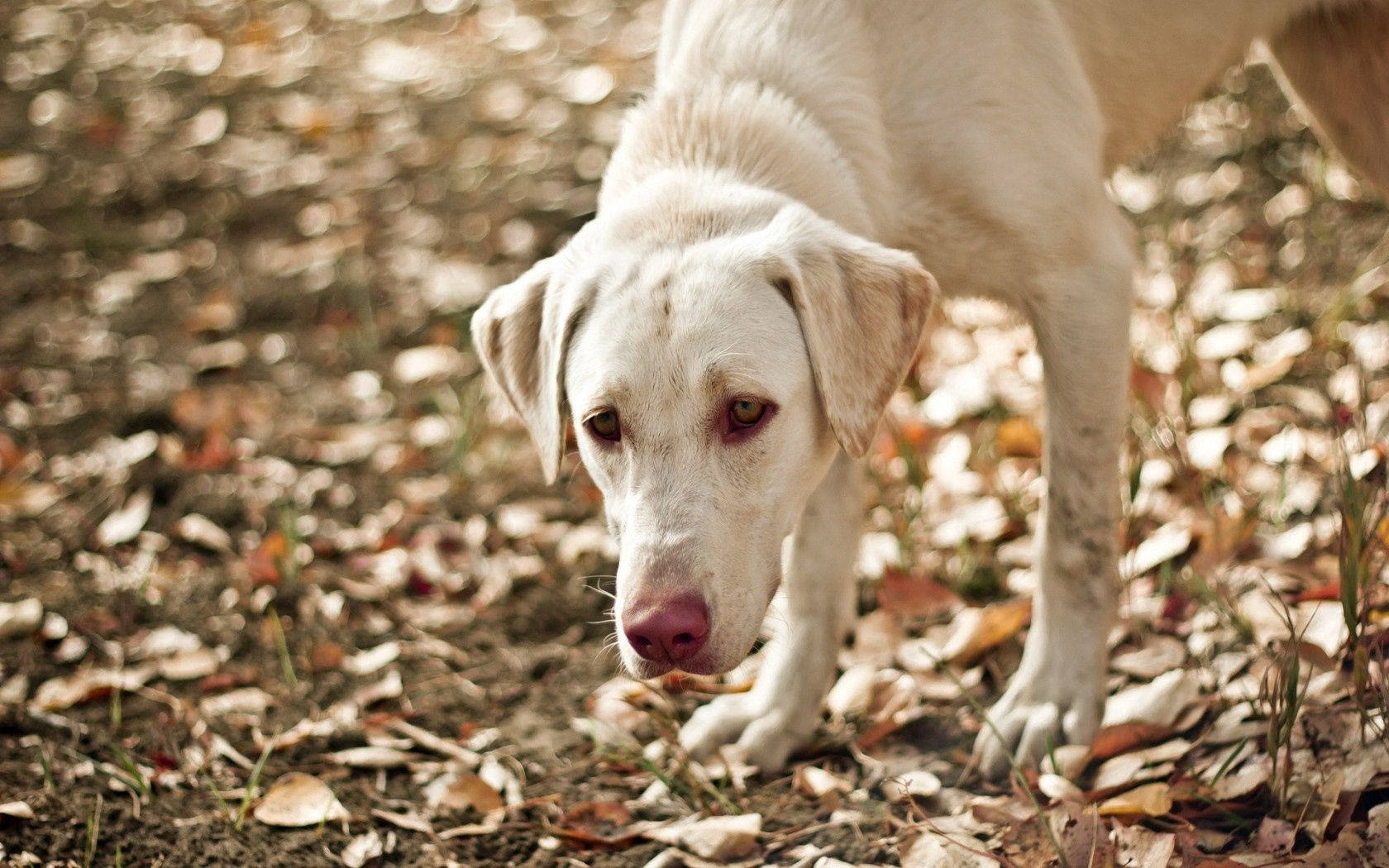 Preview Wallpaper Dog, Eyes, Friend, Leaves, Autumn Wallpaper