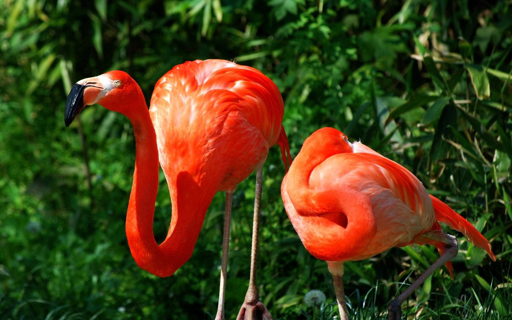 Preview Wallpaper Flamingo, Couple, Grass, Birds, Color, Feathers Wallpaper