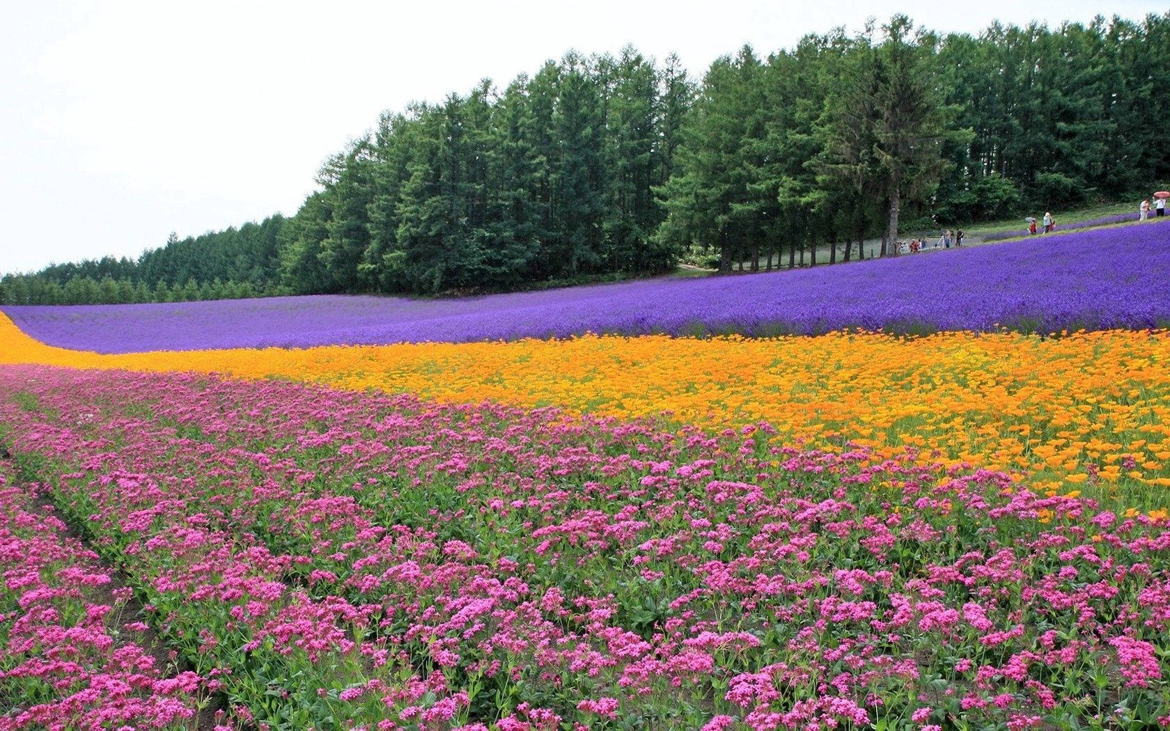 Preview Wallpaper Flowers, Lavender, Field, Plantation, Trees, Rows Wallpaper