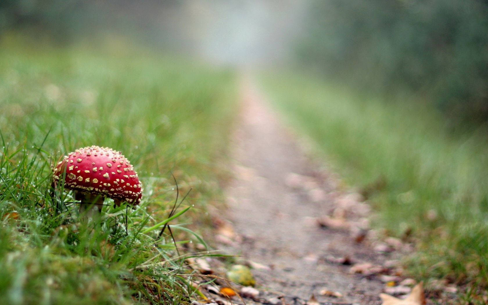 Preview Wallpaper Fly Agaric, Mushroom, Footpath, Grass Wallpaper