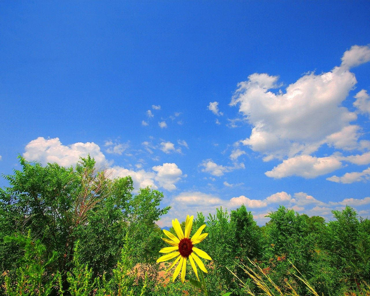 Preview Wallpaper Greens, Flower, Yellow, Clouds Wallpaper