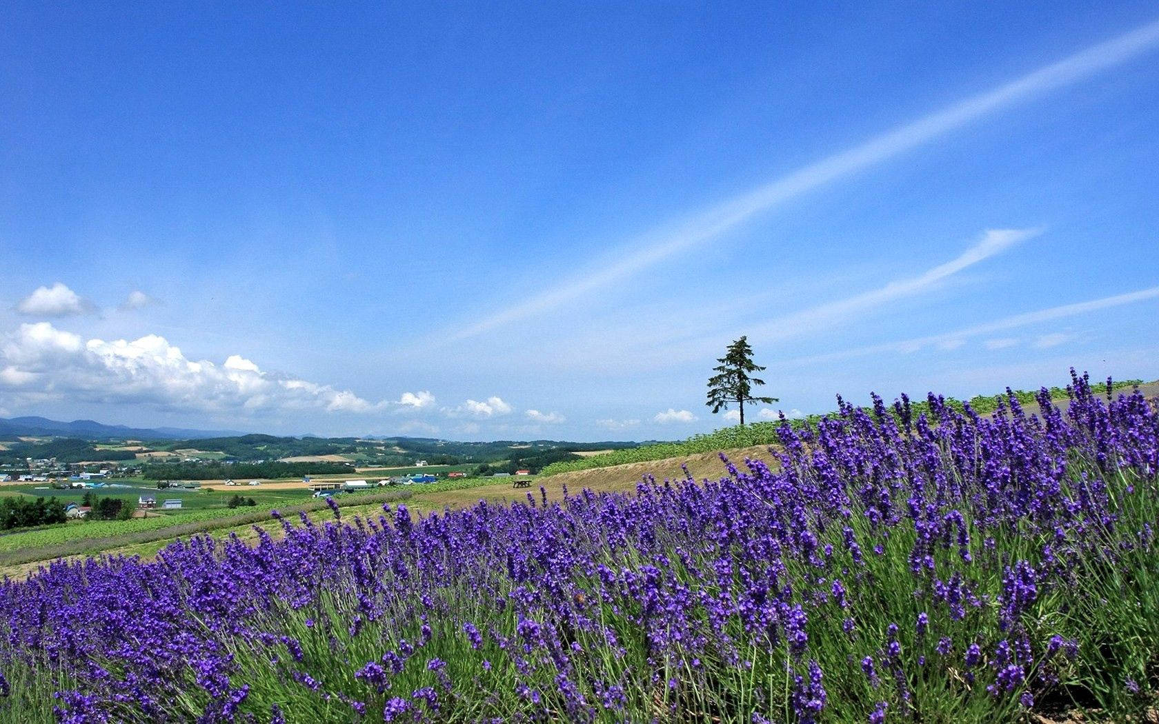 Preview Wallpaper Lavender, Field, Slope, Tree, Sky, Horizon Wallpaper