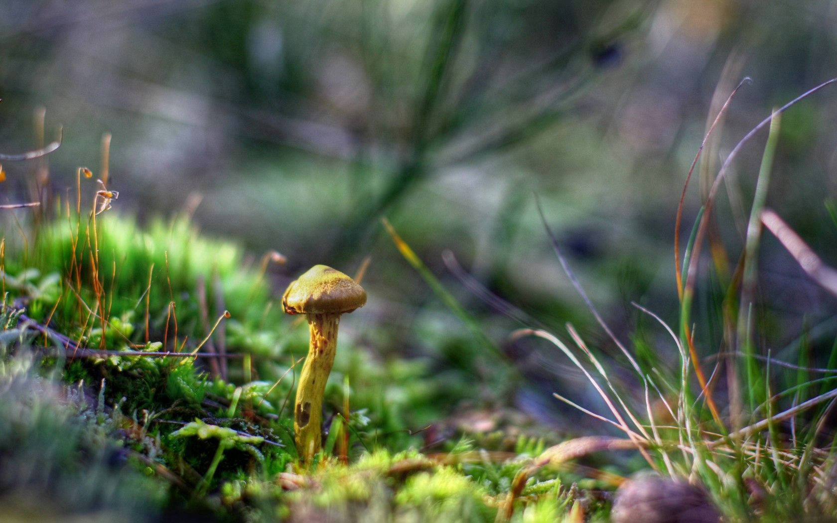 Preview Wallpaper Mushrooms, Grass, Autumn, Forest, Close-up Wallpaper