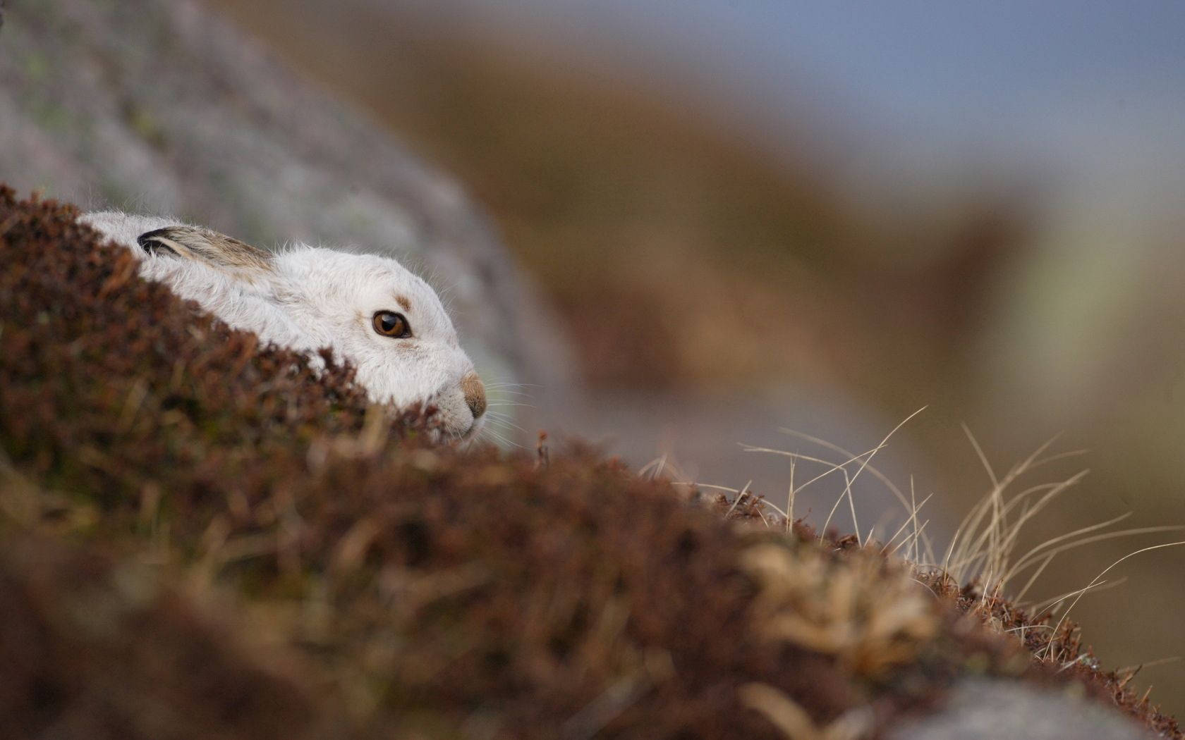 Preview Wallpaper Rabbit, Nature, Background Wallpaper