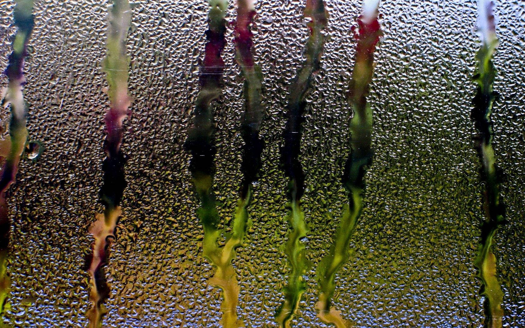 Preview Wallpaper Rain, Glass, Window, Water, Droplets, Flow Wallpaper
