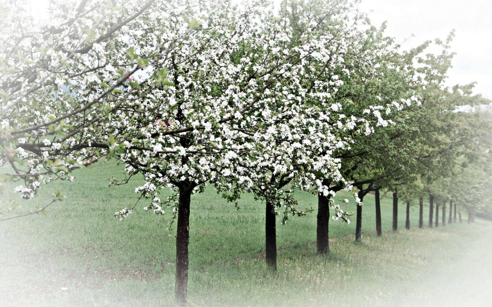 Preview Wallpaper Spring, Trees, Flowering, Apple-trees, Garden Wallpaper