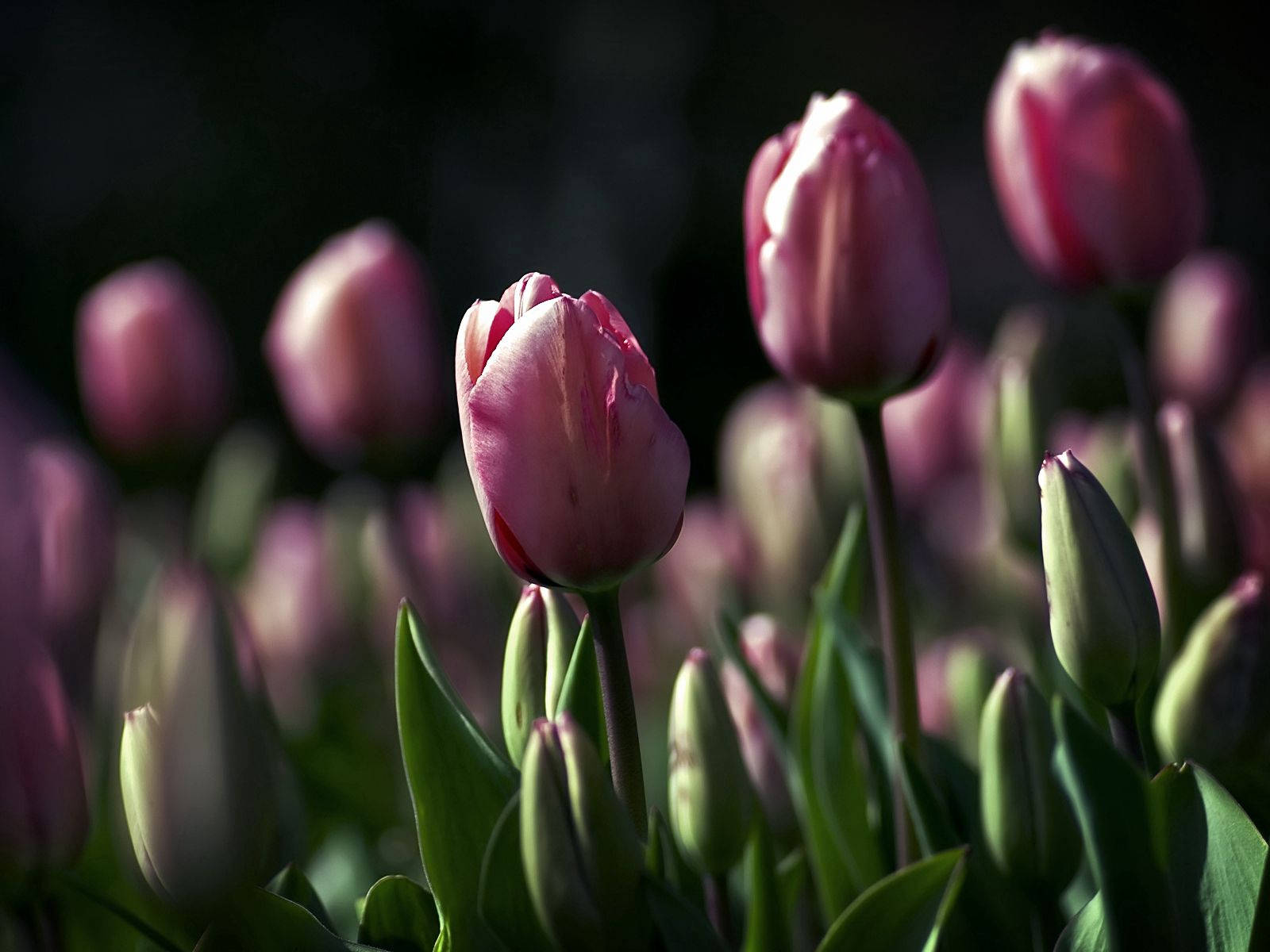 Preview Wallpaper Tulips, Flowers, Night, Golf, Beauty Wallpaper