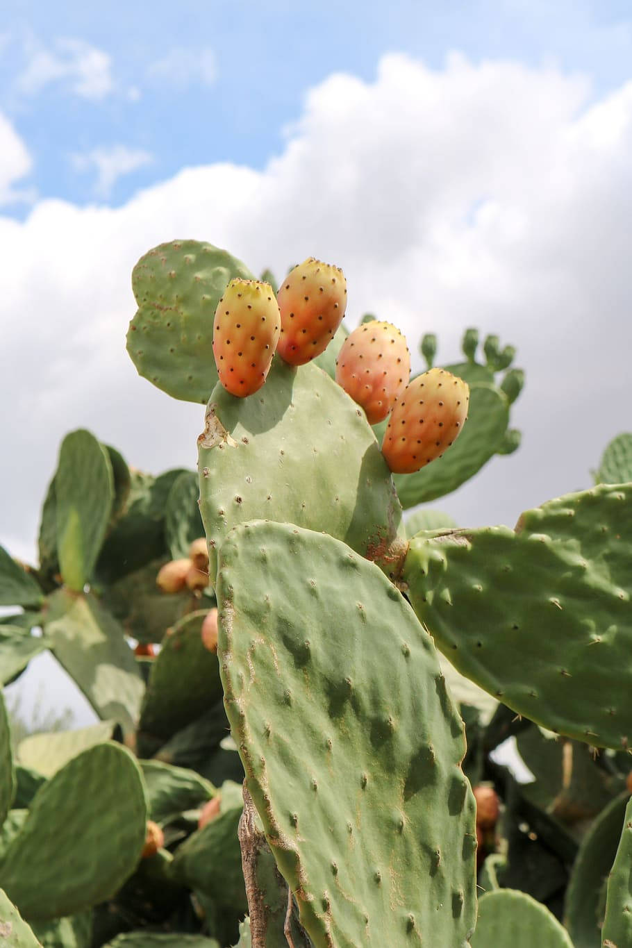 Prickly Pear Barbary Plant Wallpaper