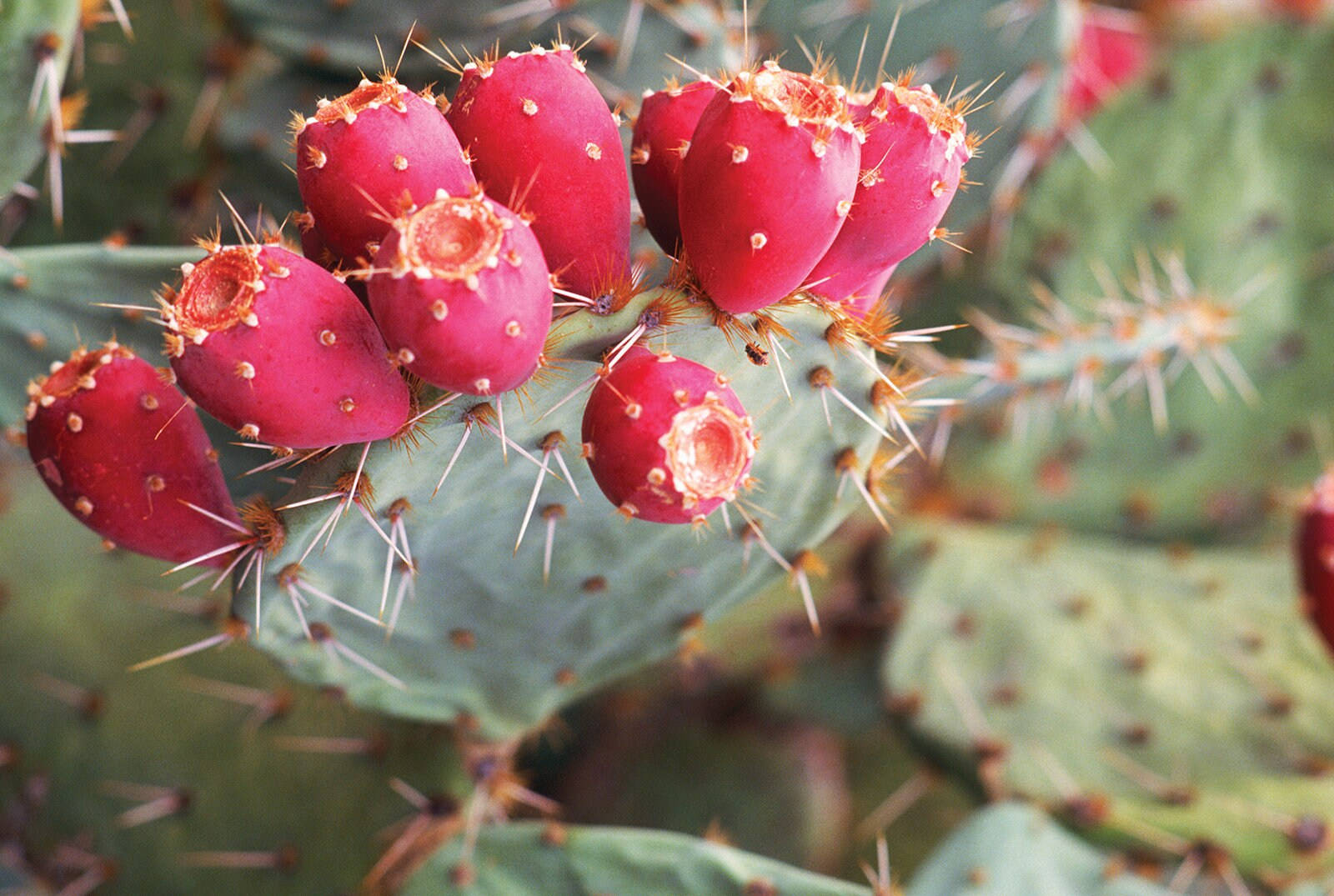 Prickly Pear Picking Season Wallpaper