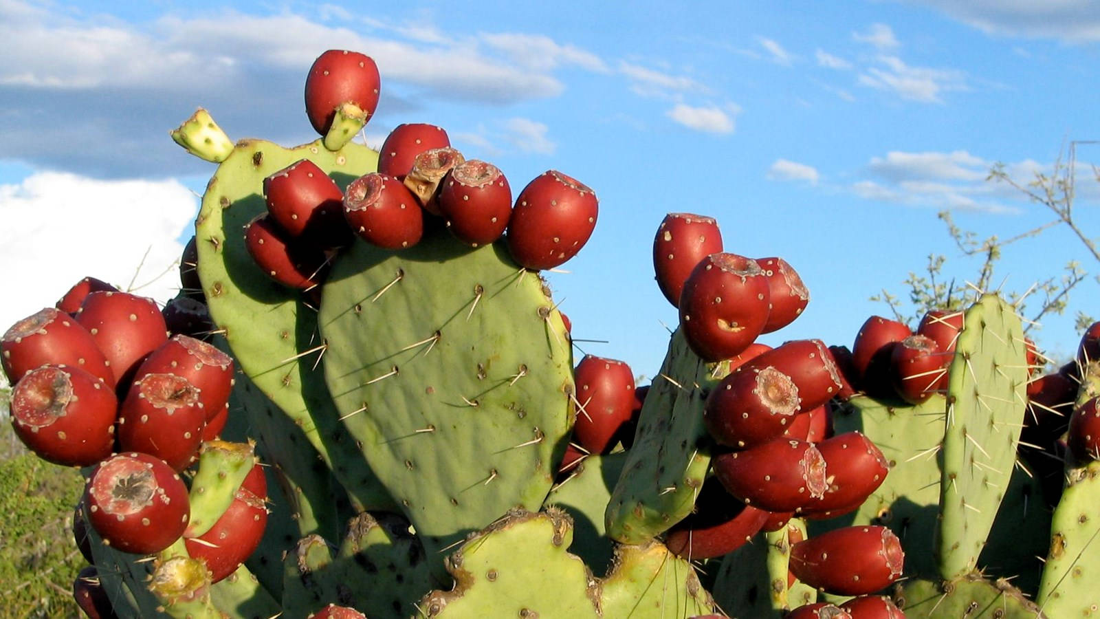 Prickly Pear Red Flowering Cactus Wallpaper