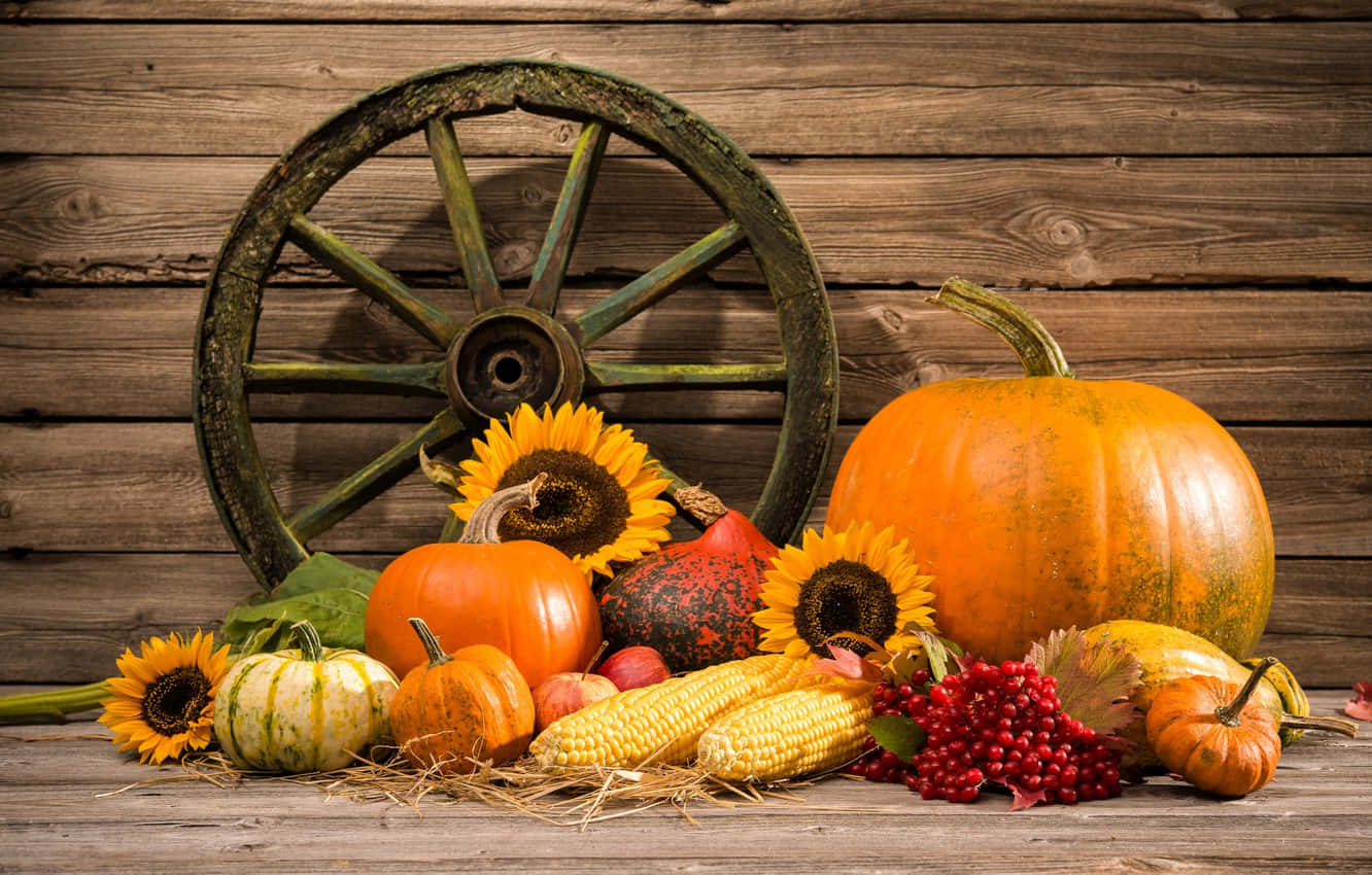 Pumpkin Sunflowers Still Life Shot Wallpaper