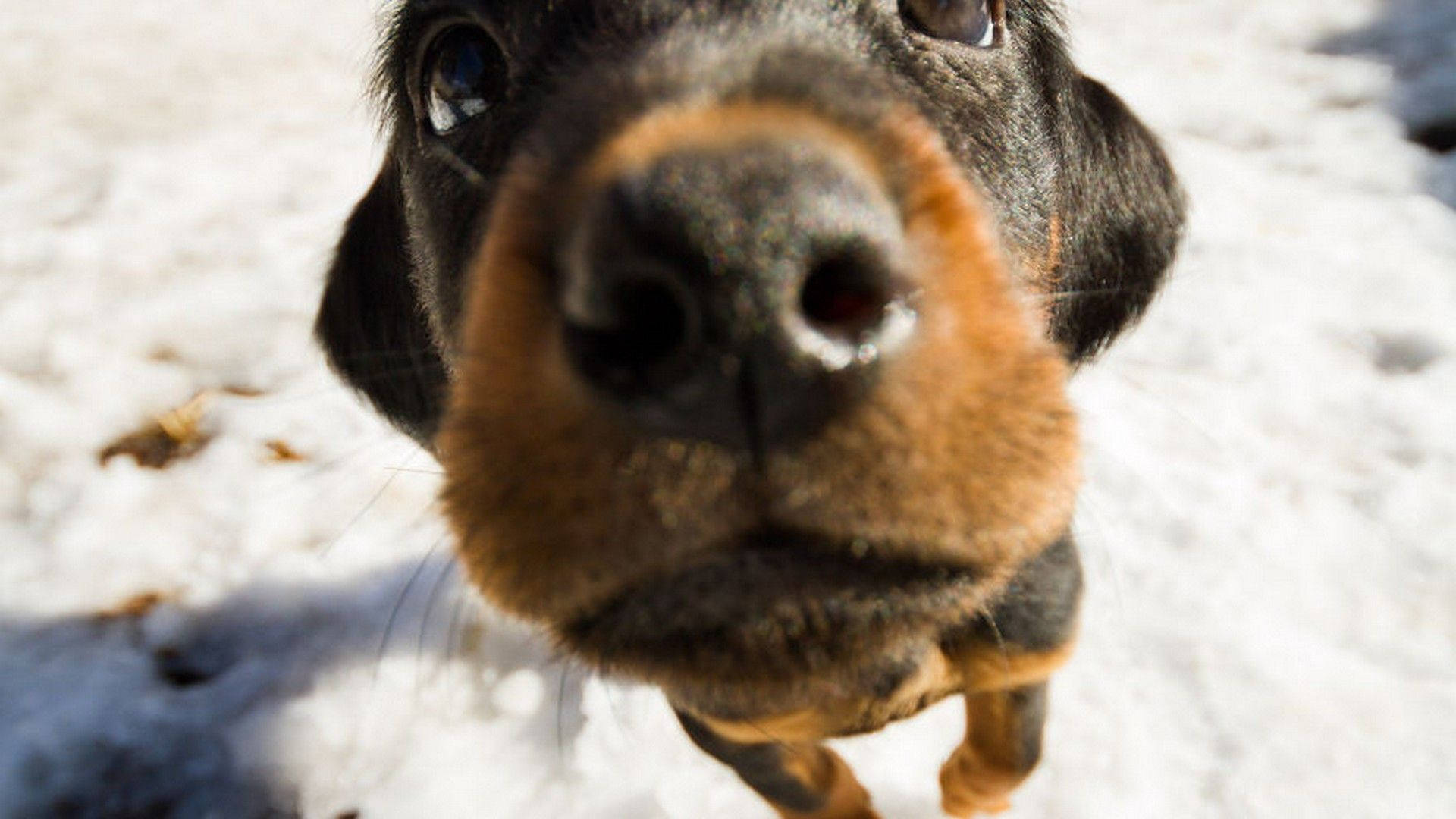 Puppy Desktop Black Brown Dachshund Wallpaper