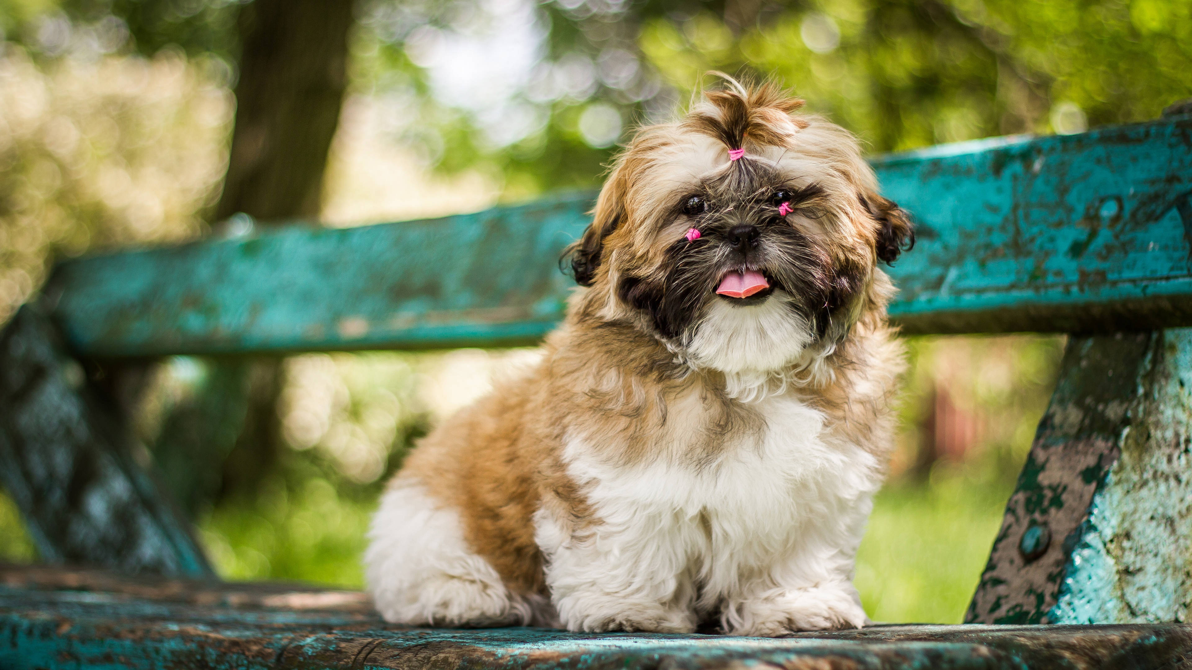 Puppy Dog In Old Metal Bench Wallpaper