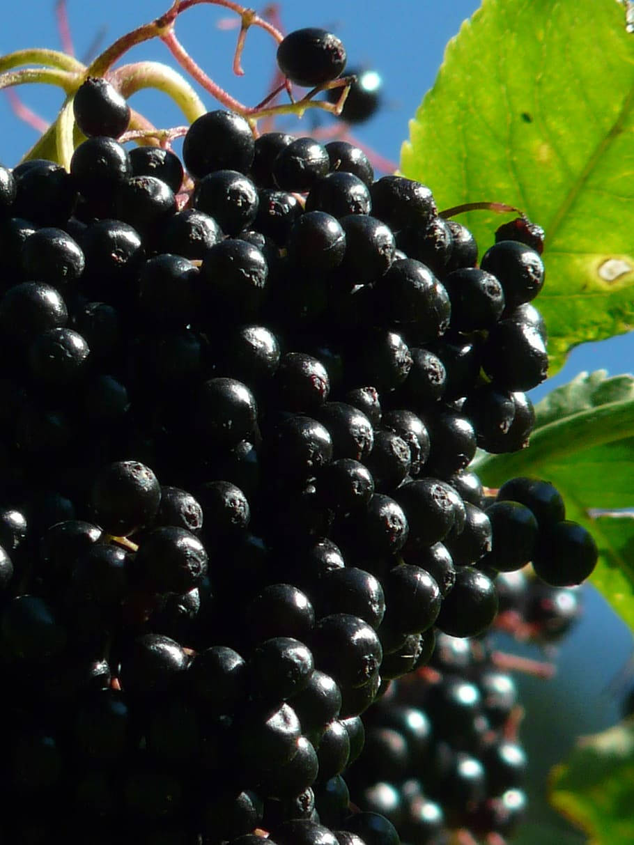 Purple Elderberry Fruits Side Angle Shot Wallpaper