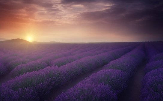 Purple Field Full Desktop Screen Hd Wallpaper