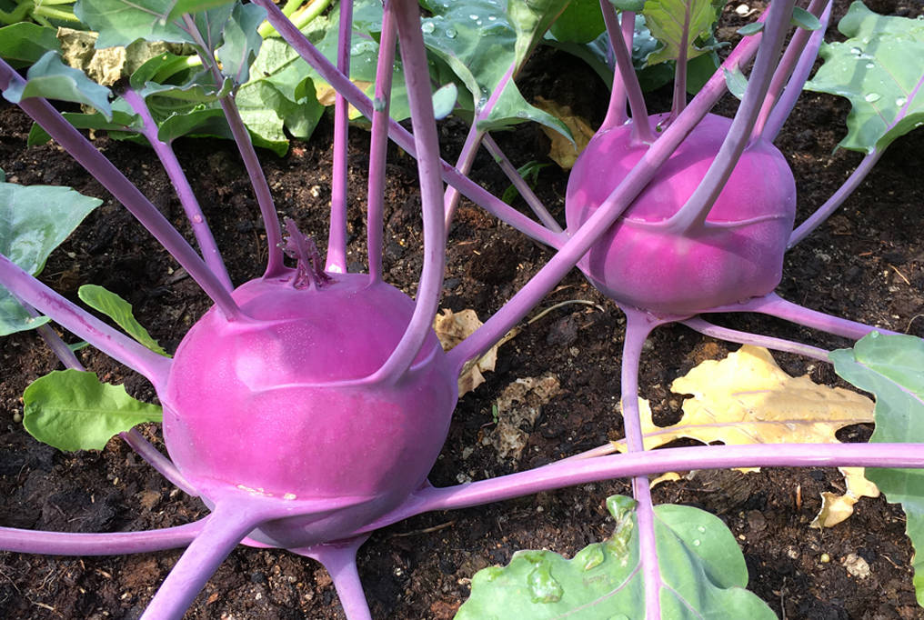 Purple Kohlrabi Vegetable Wallpaper