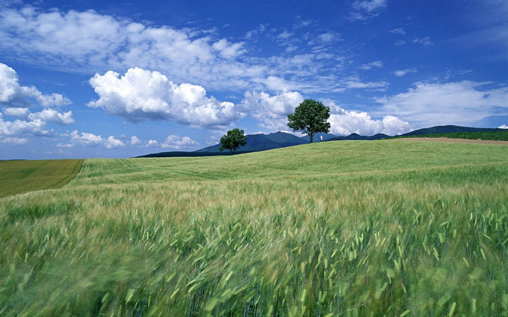 Quiet Green Meadow Wallpaper