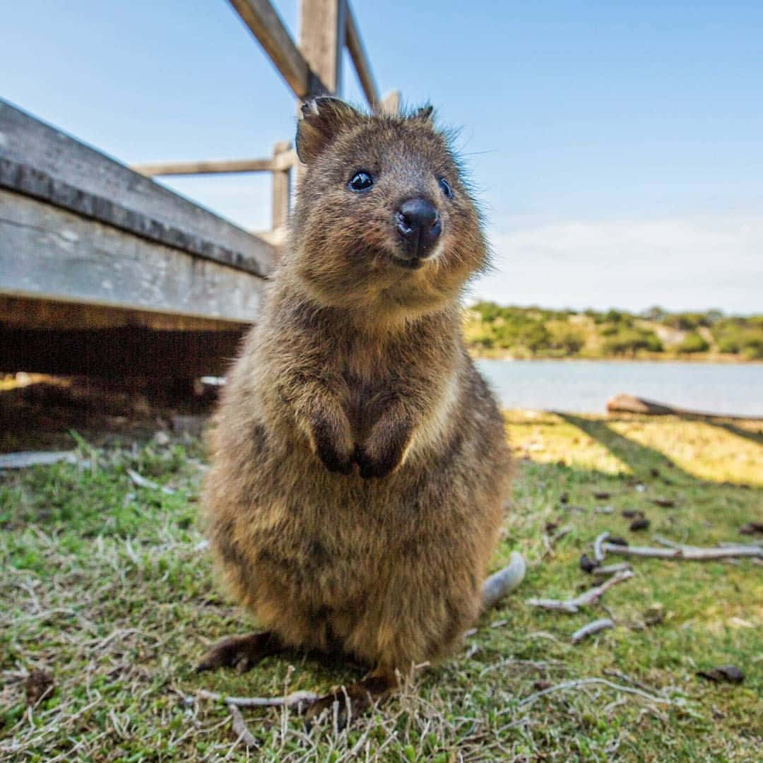 Quokka Standing Near Waterfront.jpg Wallpaper