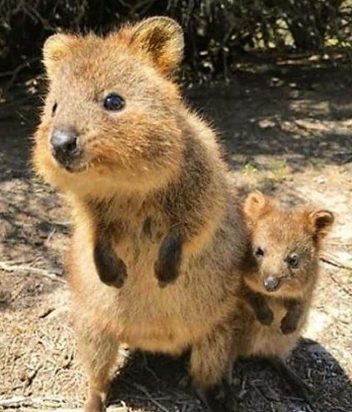 Quokkaand Joey Australian Wildlife Wallpaper