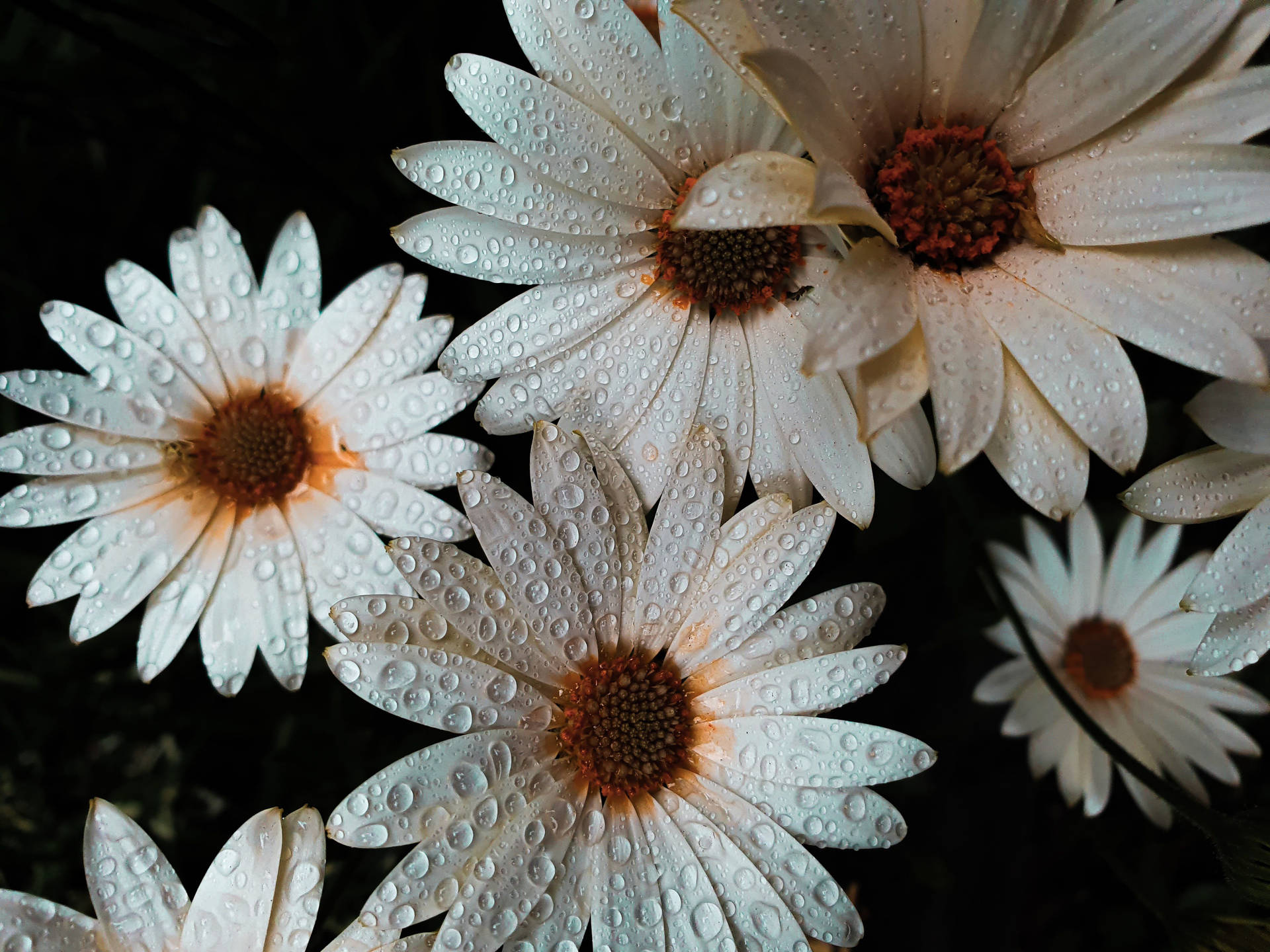 Raindrops White Daisy Aesthetic Wallpaper