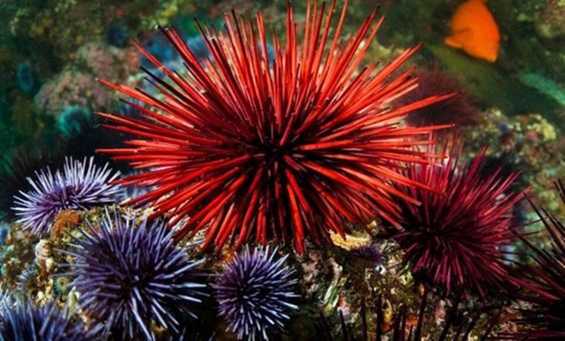 Red And Purple Sea Urchin Alchetron In The Sea Wallpaper