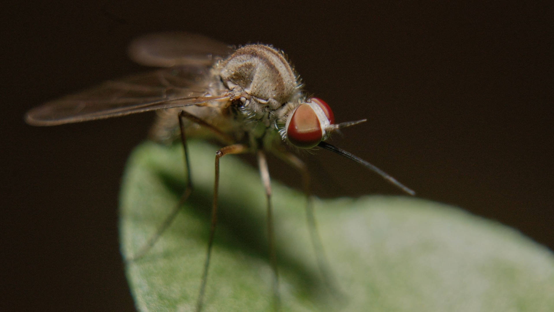 Red Eyed Mosquito Wallpaper