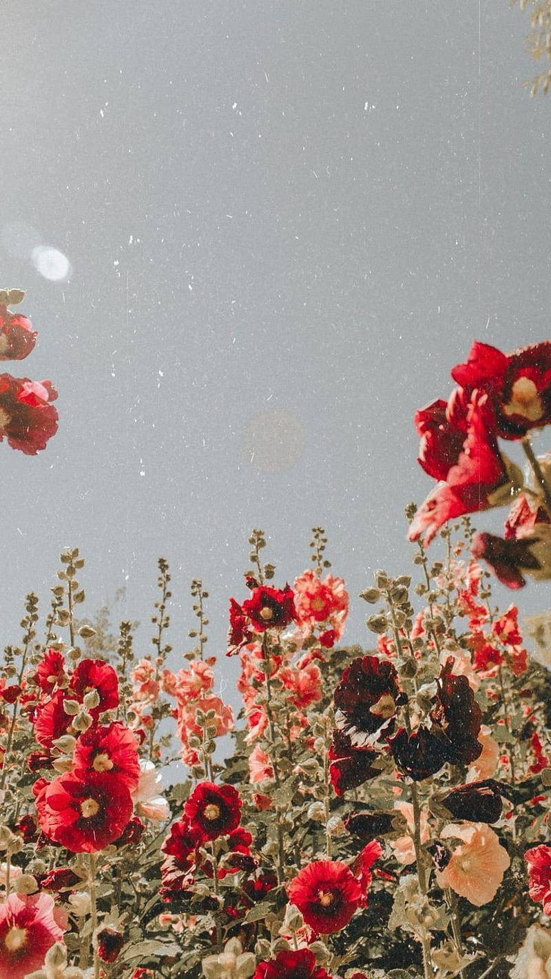 Red Hollyhocks Vintage Flower Aesthetic Wallpaper