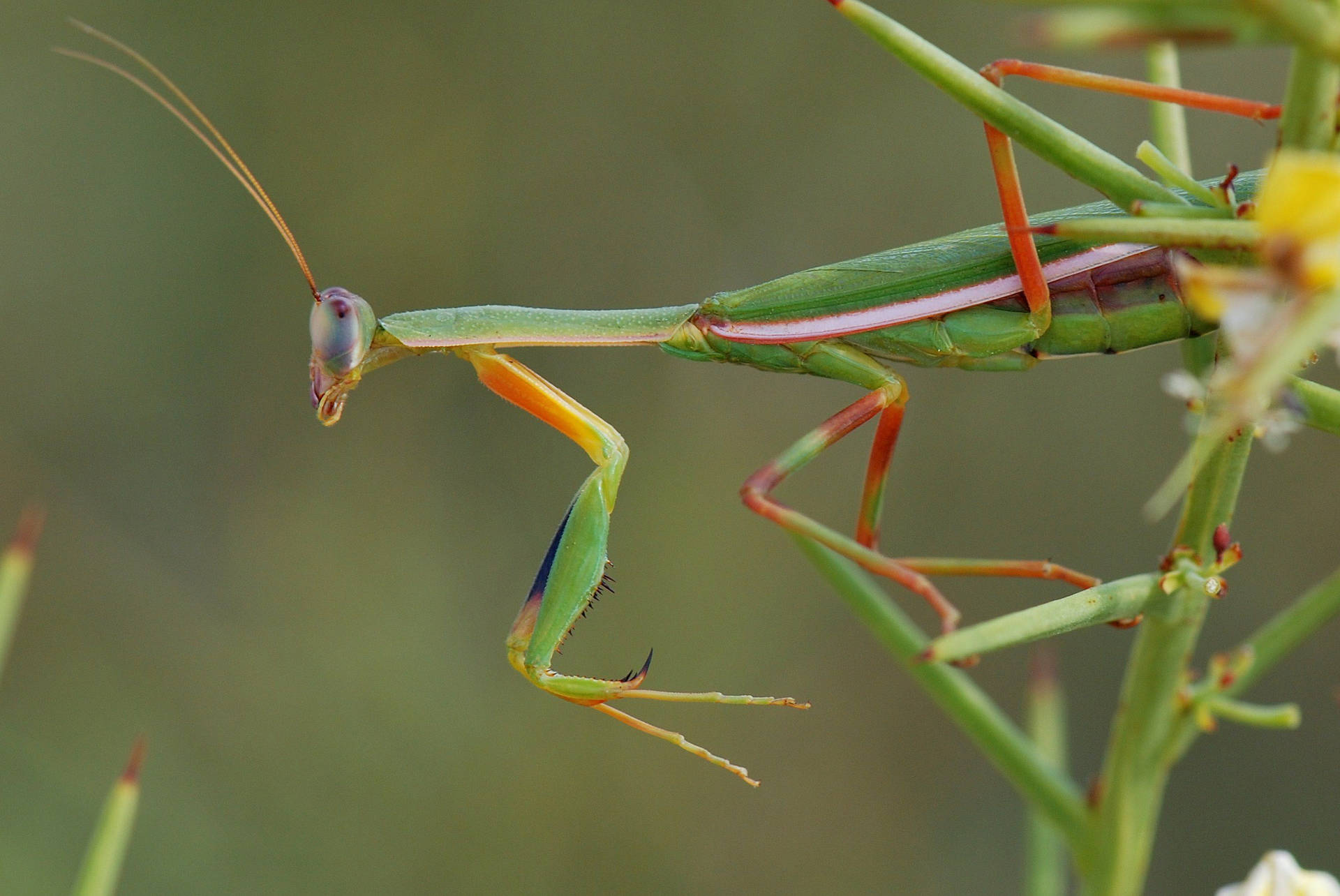 Red-legged Praying Mantis Wallpaper