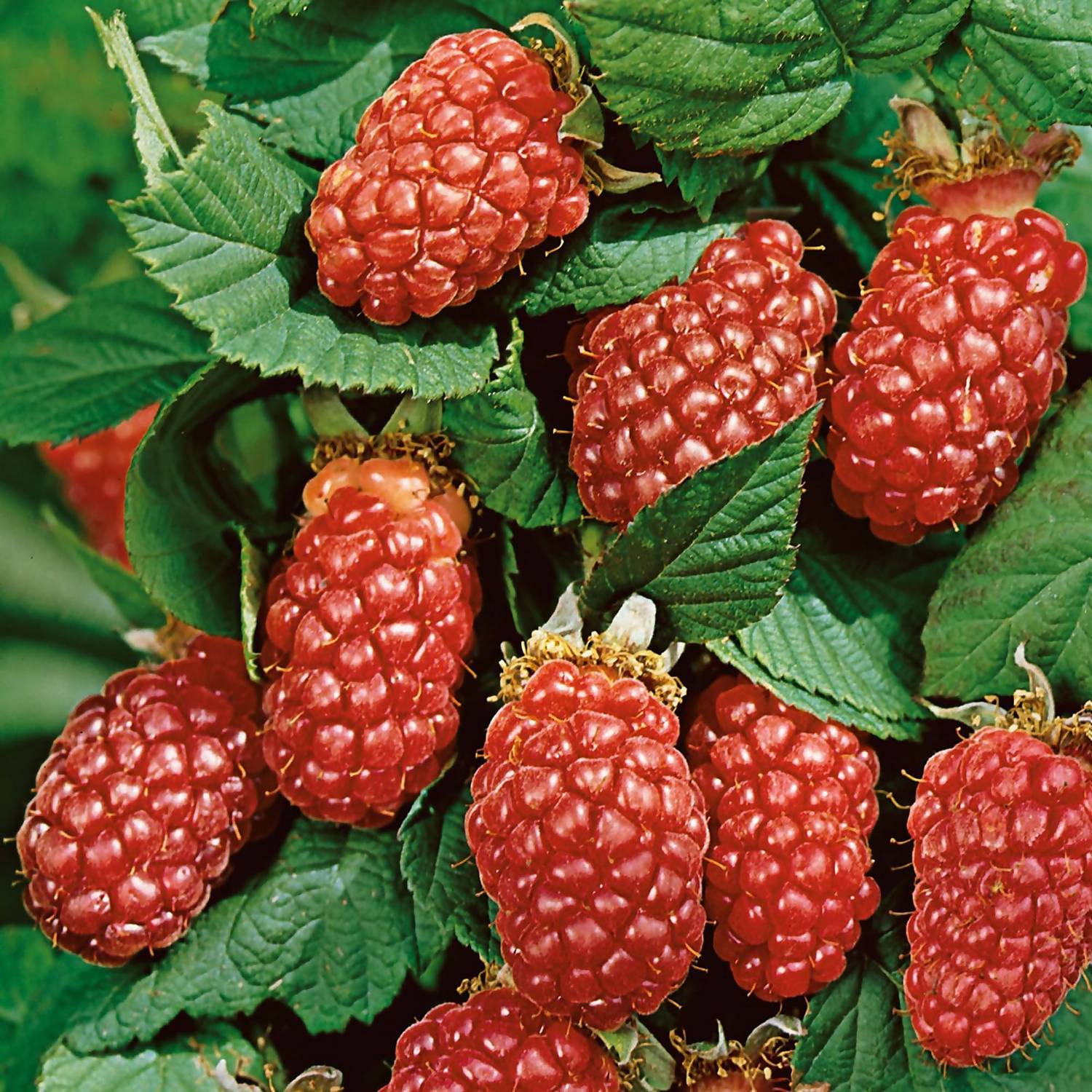 Red Loganberries Wallpaper