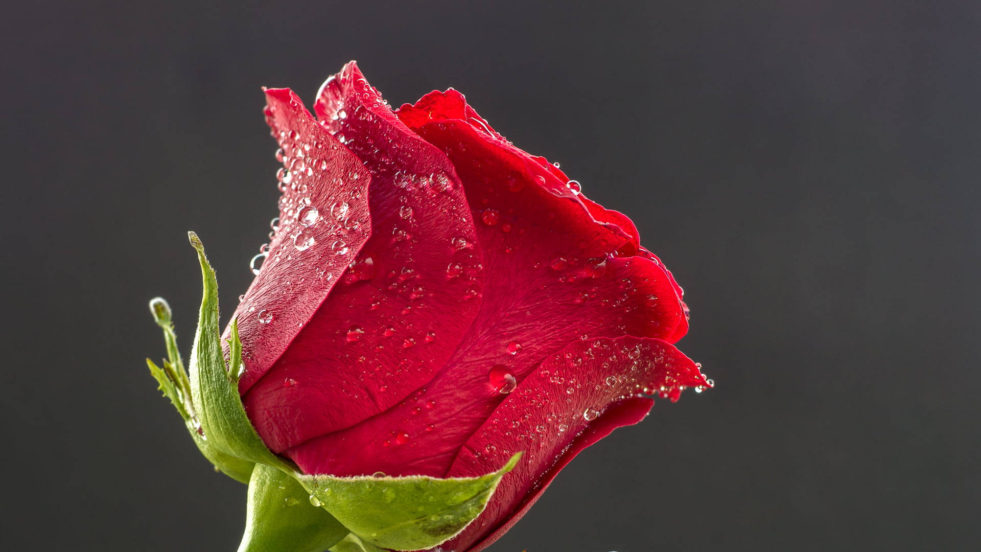 Red Rose Flower Pc Wallpaper