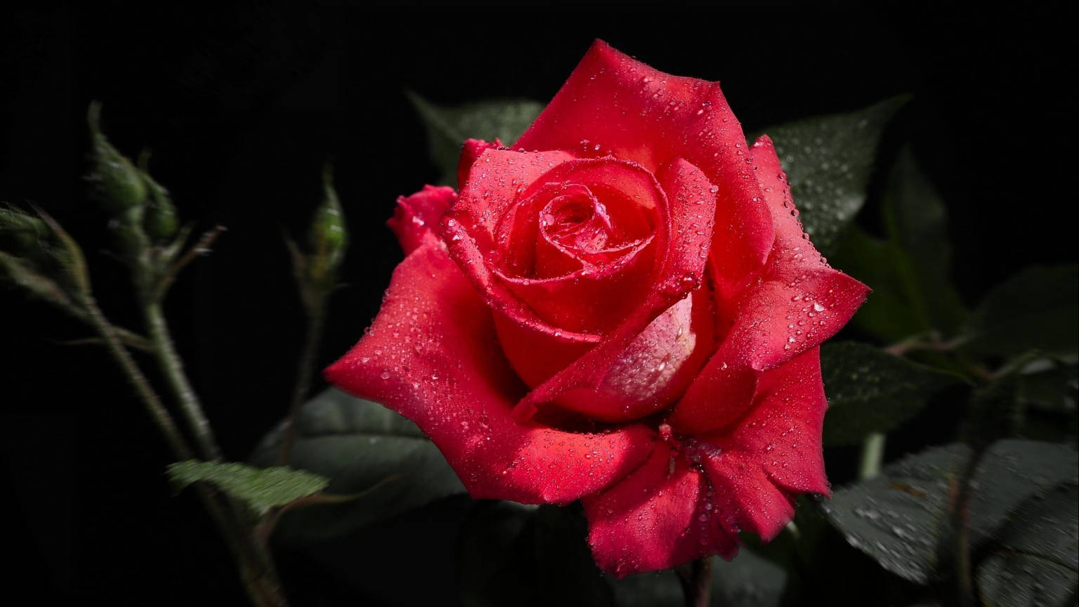 Red Rose On Black Tablet Wallpaper