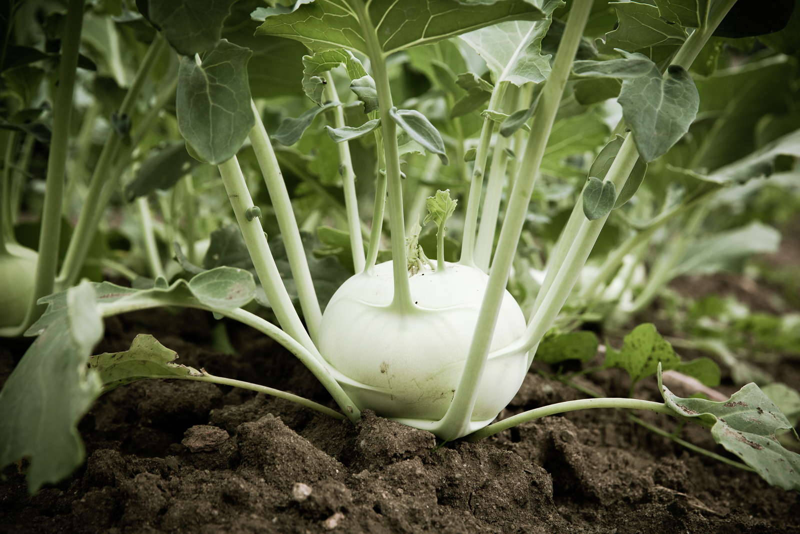 Rich Soil Kohlrabi Plant Wallpaper