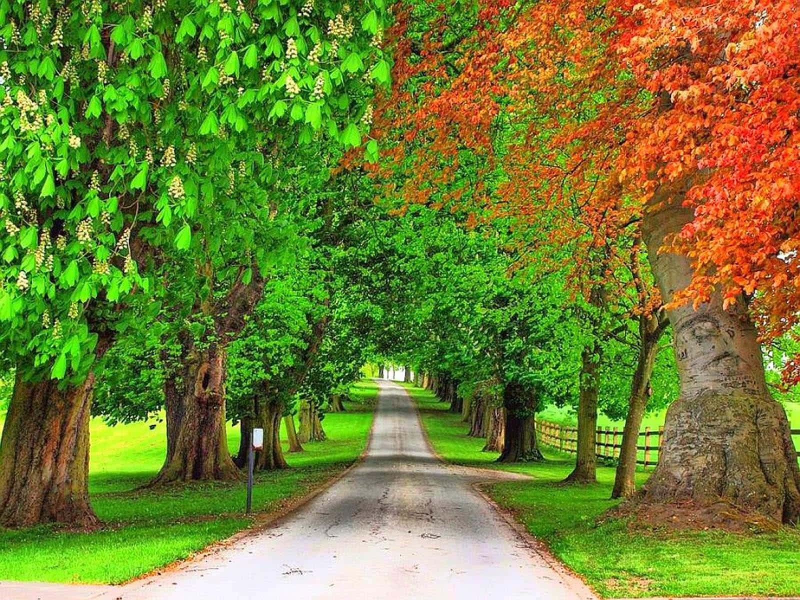 Roadside With Green And Orange Trees Wallpaper