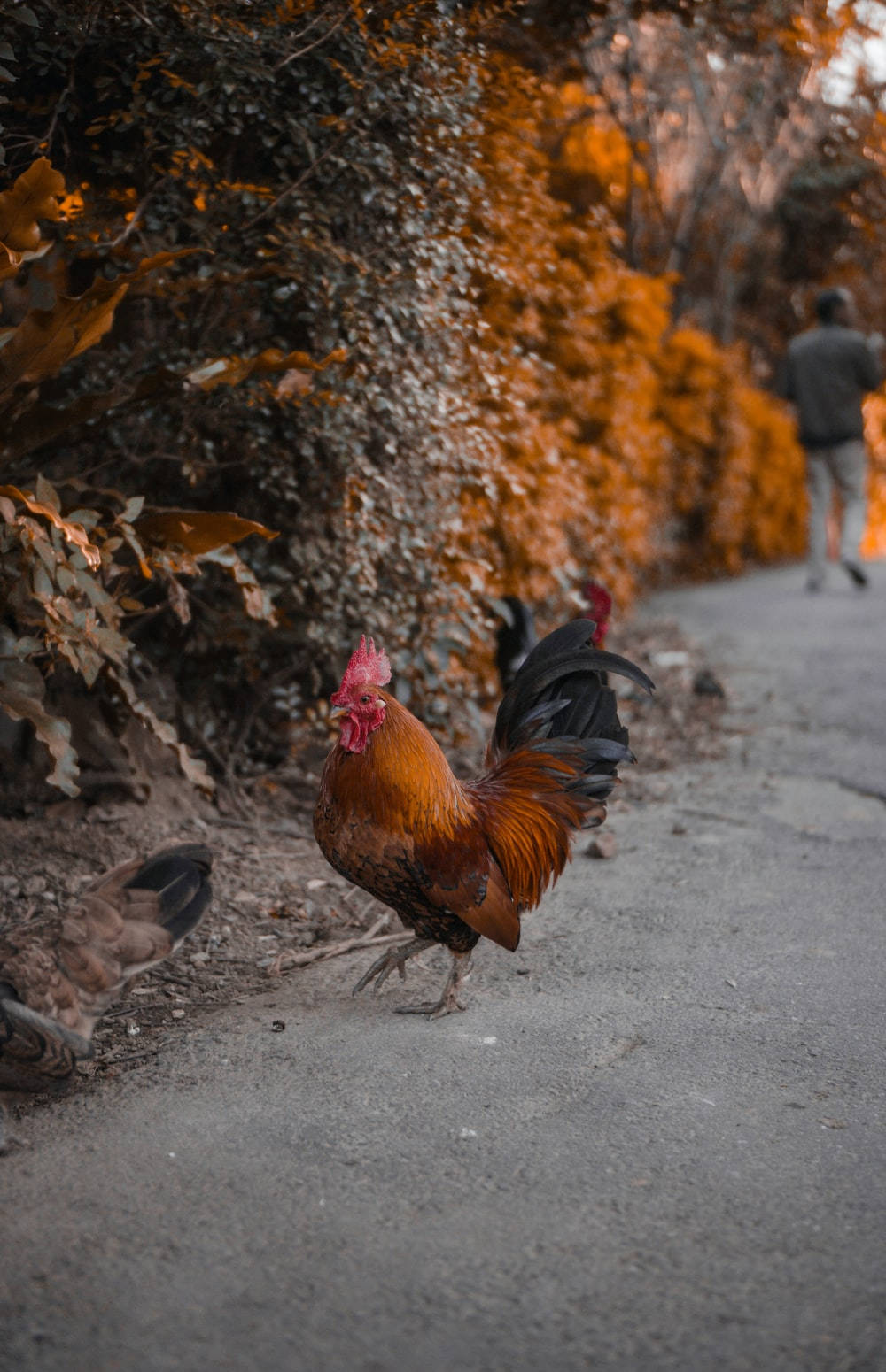 Rooster Roaming In Street Wallpaper