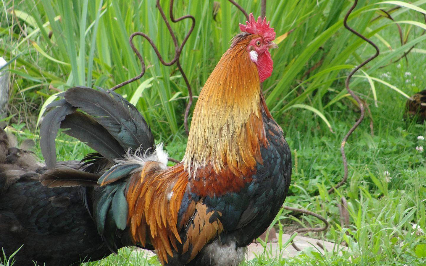 Rooster With Broken Metal Fence Wallpaper