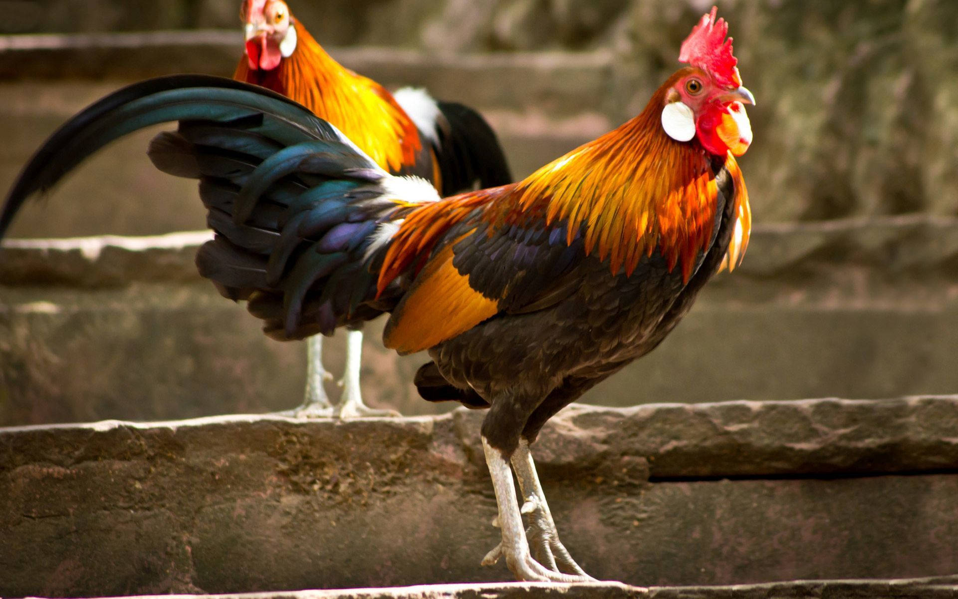 Roosters On Concrete Staircase Wallpaper