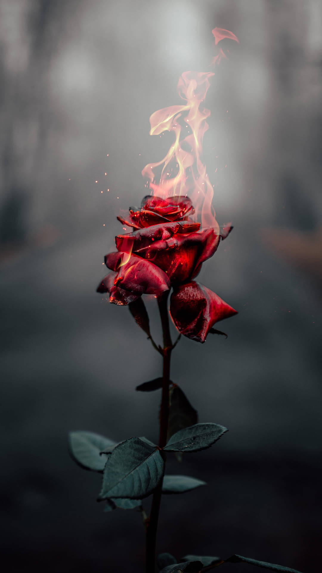 Rose On Fire Dark Hd Flowers Wallpaper