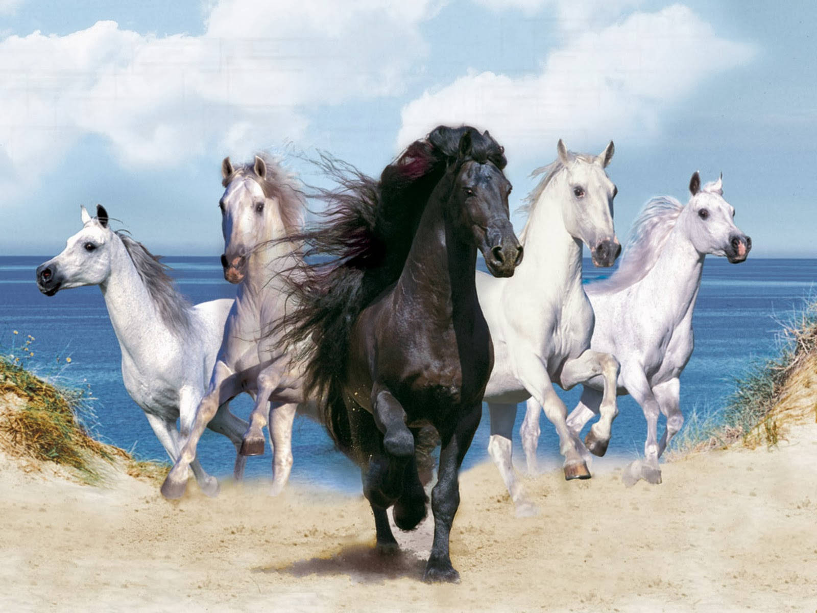 Running Herd Of Horse Animals Wallpaper