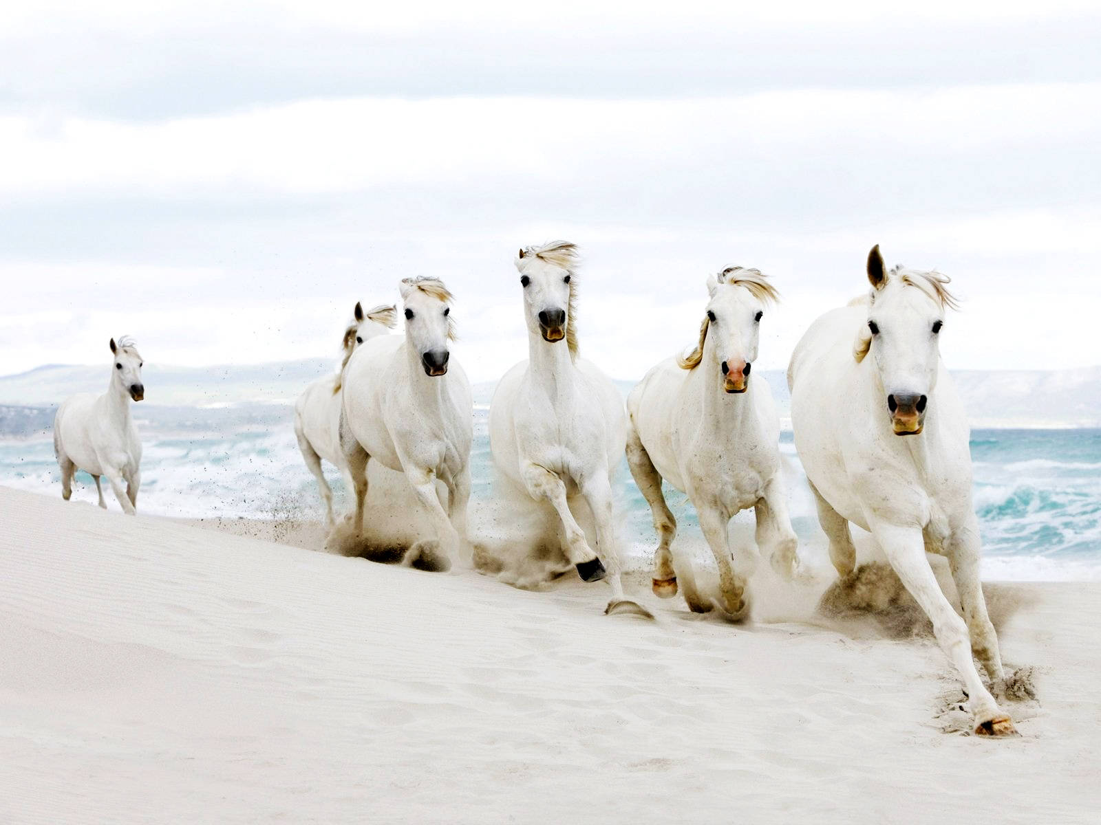 Running White Horses In Line Wallpaper