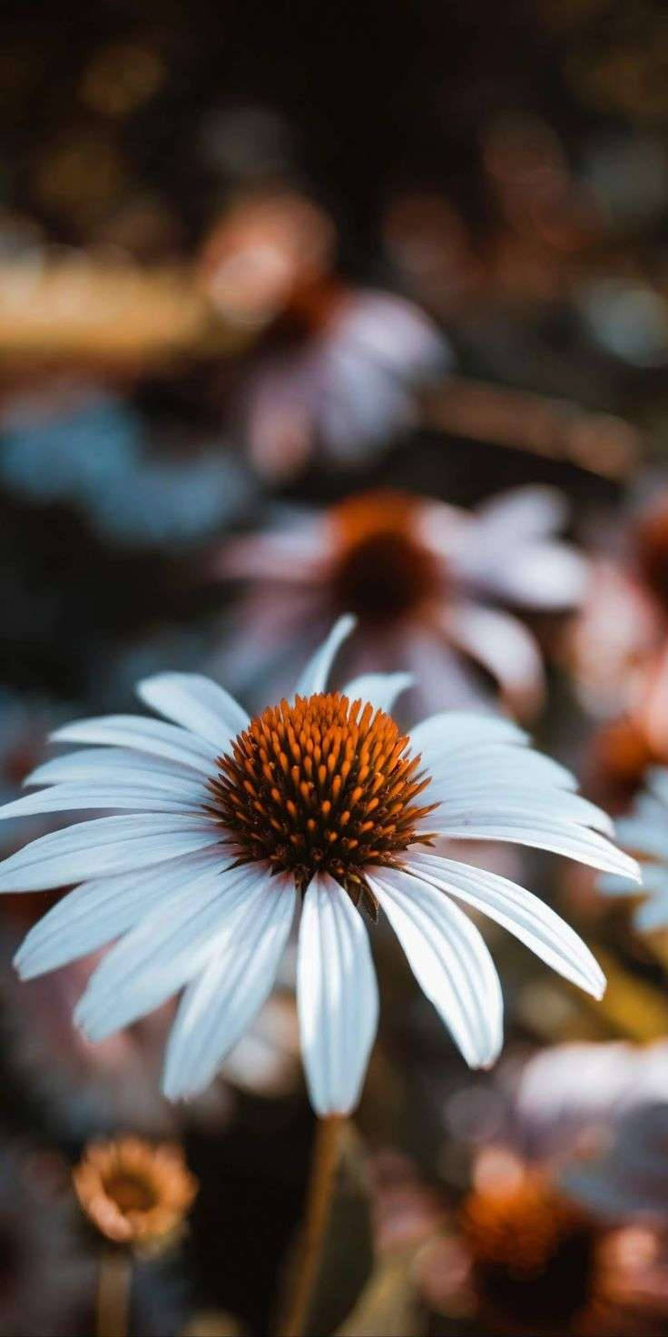 Rustic Daisy Aesthetic Wallpaper