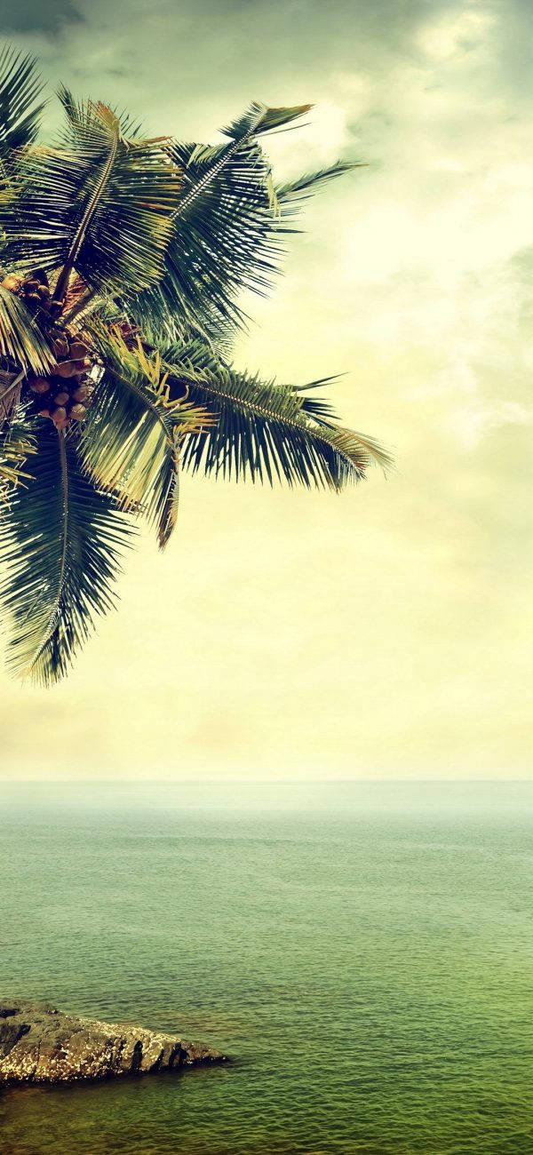 Samsung M21 Tropical Background Wallpaper