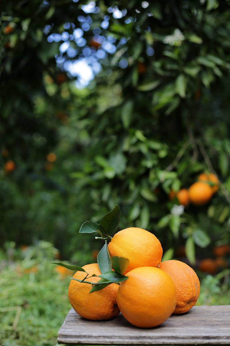 Satsuma Mandarin Orange In Bench Wallpaper