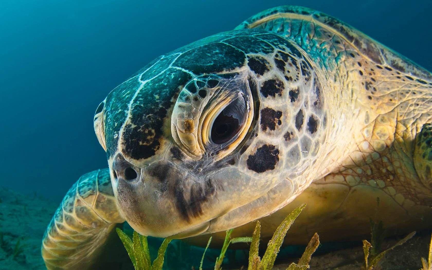 Sea Turtle Close-up Photo Wallpaper