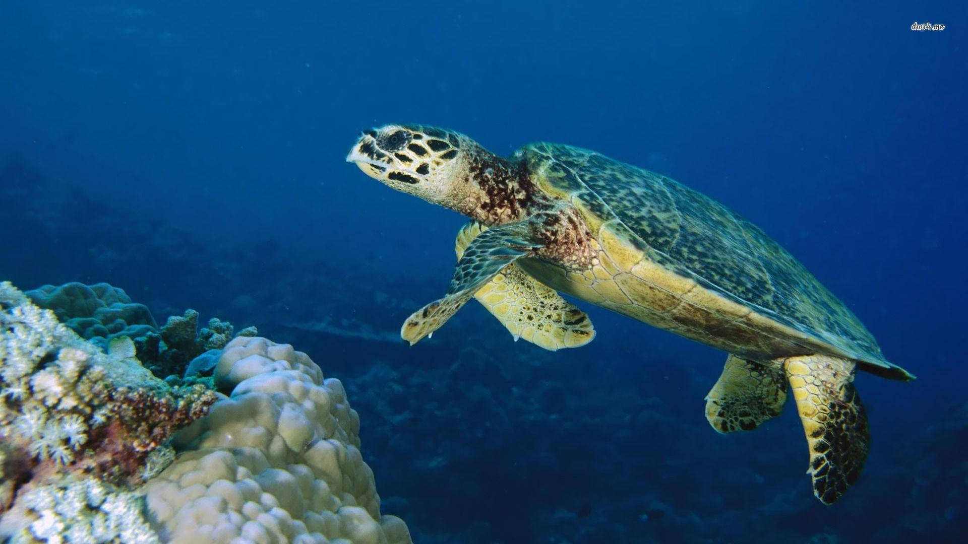 Sea Turtle In Side View Shot Wallpaper