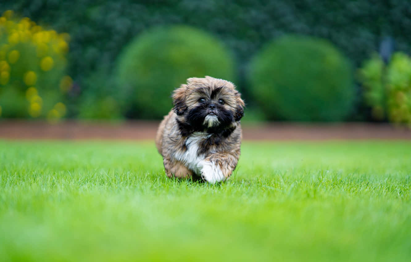 Shih Tzu Brown Fur Puppy Wallpaper