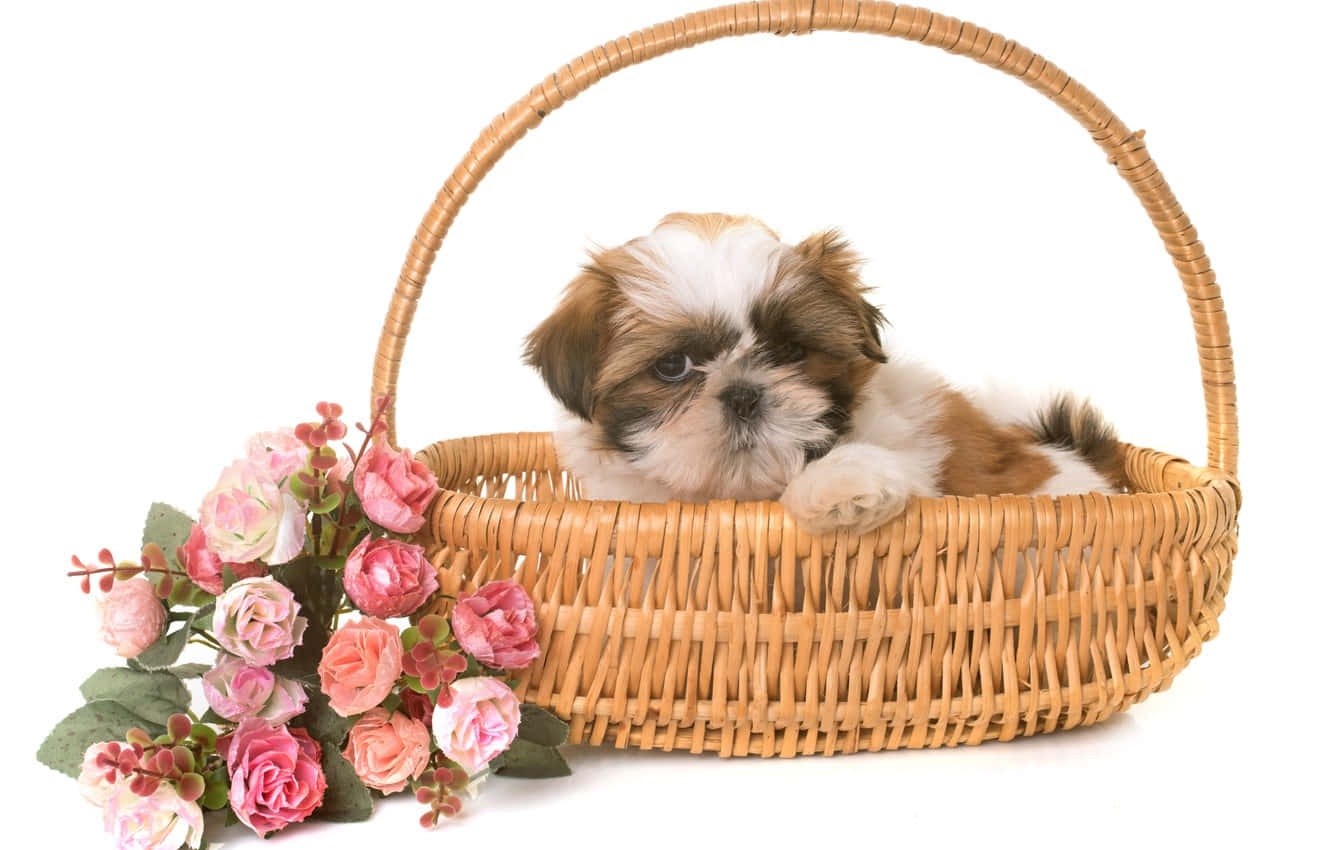 Shih Tzu In A Basket Wallpaper