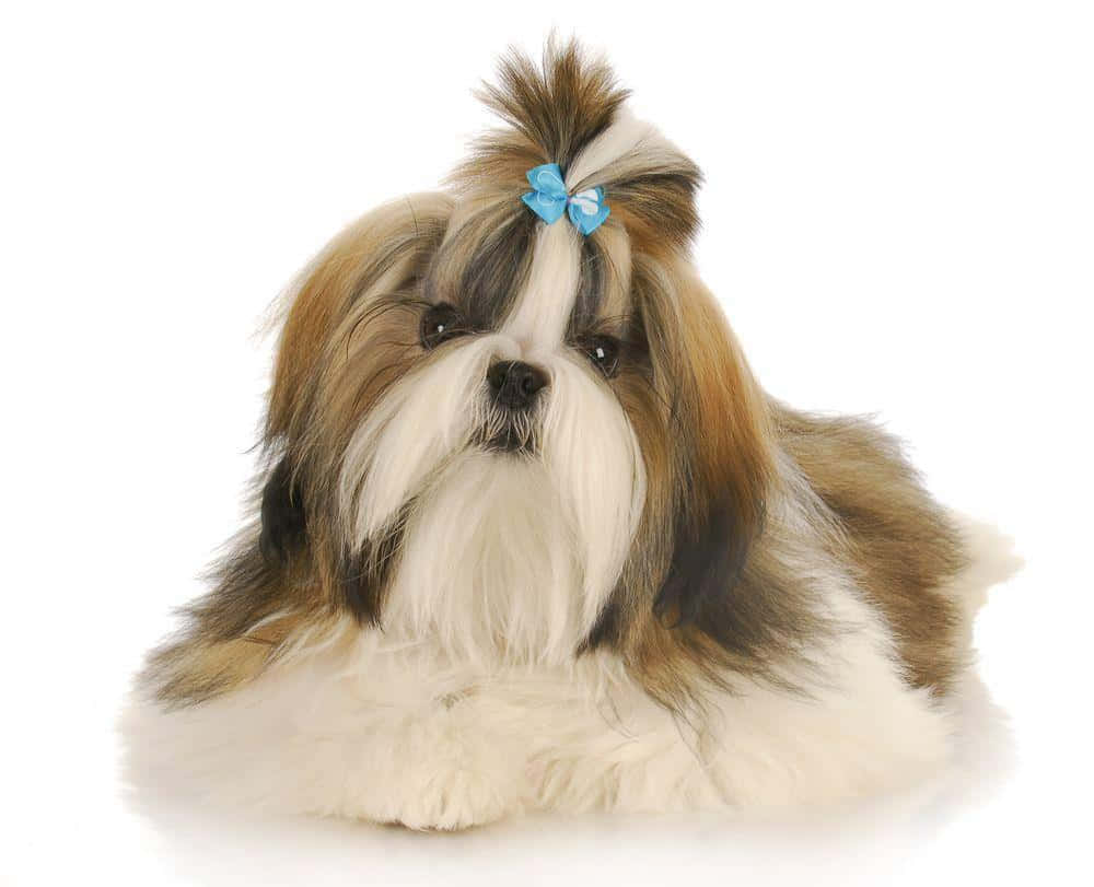 Shih Tzu Long Tied Hair Wallpaper