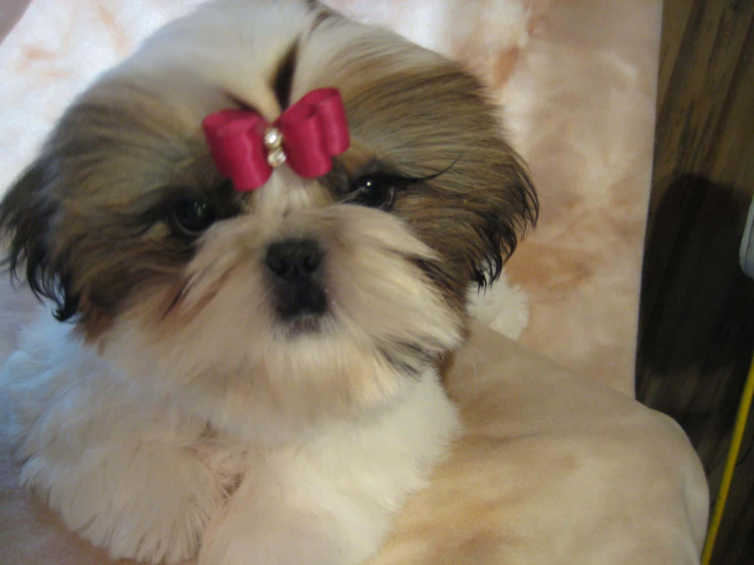 Shih Tzu Pink Ribbon Wallpaper