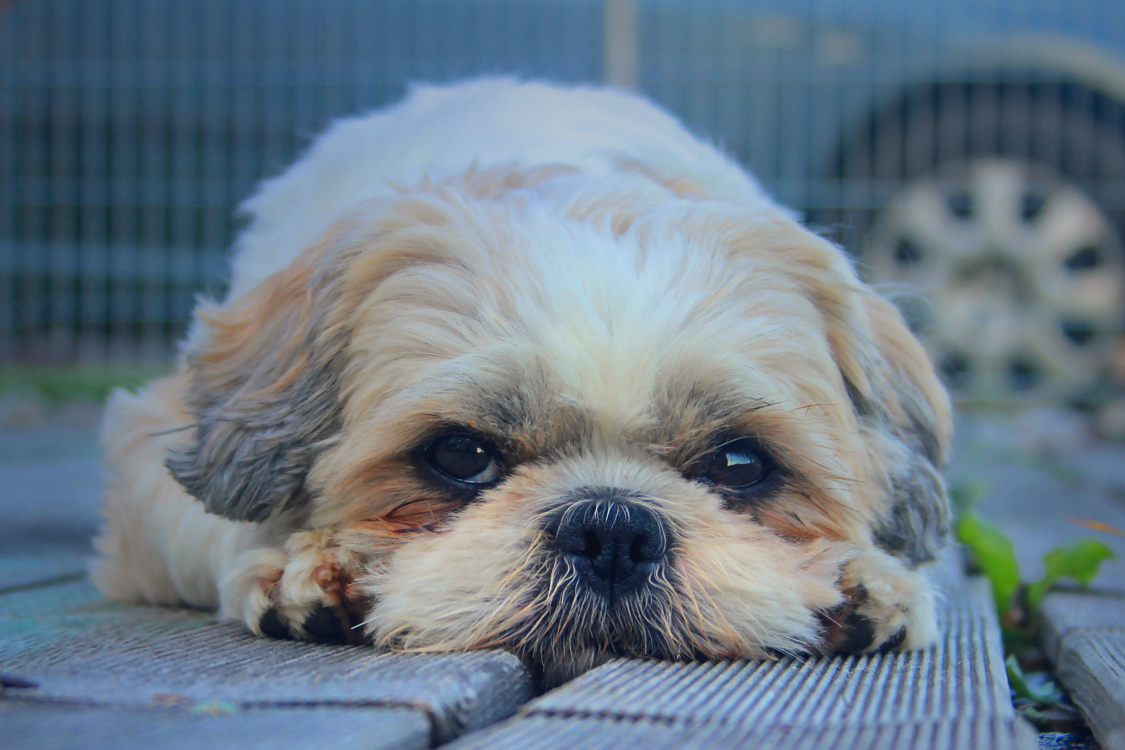 Shih Tzu Puppy Dog In Garage Wallpaper